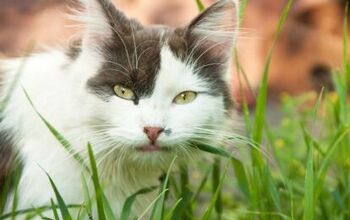 Popular Pesticide Permethrin Can Be Poisonous To Cats