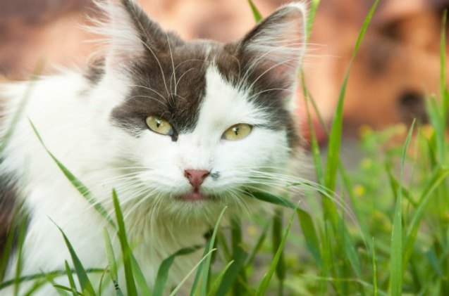 popular pesticide permethrin can be poisonous to cats