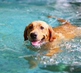 Vets Warn: Dry Drowning Is a Risk for Dogs, Too