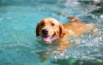 Vets Warn: Dry Drowning Is a Risk for Dogs, Too