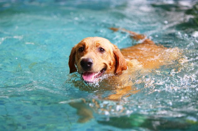 vets warn dry drowning is a risk for dogs too