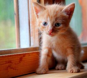 Ready to Foster Cats? Here’s Some Advice From a Pro