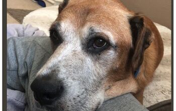 Ohio Burger King Lets Dying Dog Have It His Way In His Last Days