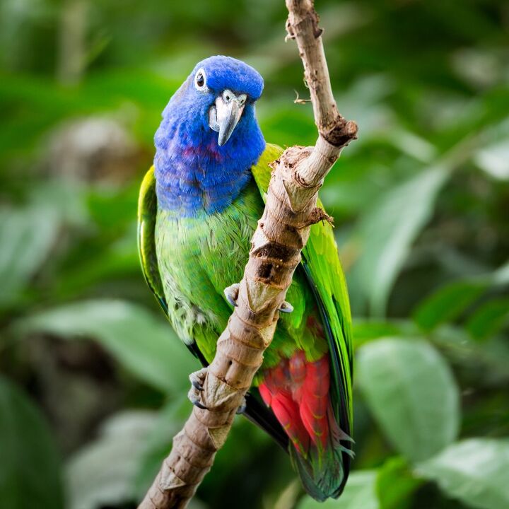 blue headed parrot