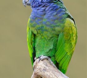 blue headed parrot