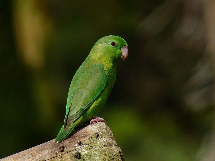 spectacled parrotlet