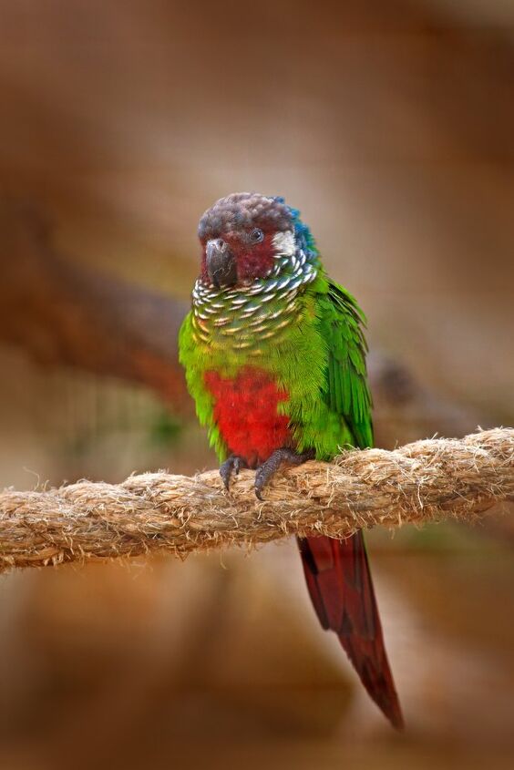 Blue Throated Conure Care, Maintenance, Feeding, Health and Personality