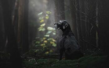 These Award-Wining Photos of Dogs Will Make Your Heart Melt