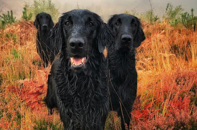 these award wining photos of dogs will make your heart melt