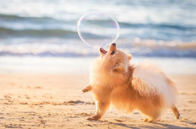 these award wining photos of dogs will make your heart melt