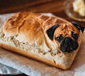 Dogs In Food Instagram Photos Serve Up Delightful Doggie Dishes