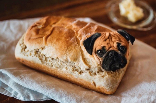 dogs in food instagram photos serve up delightful doggie dishes