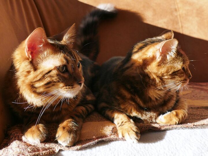 cashmere cat