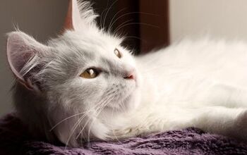 What Is FIP in Cats?