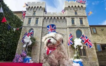 British Lotto Winner Donating Pup Palace To Battersea