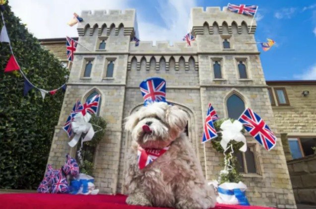 british lotto winner donating pup palace to battersea