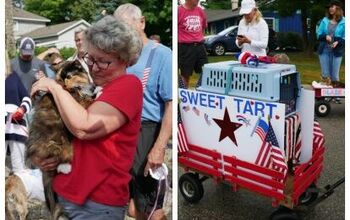 Michigan Town Elects Sweet Tart The Cat To Run Kitty Hall