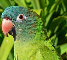 Blue Crowned Conure