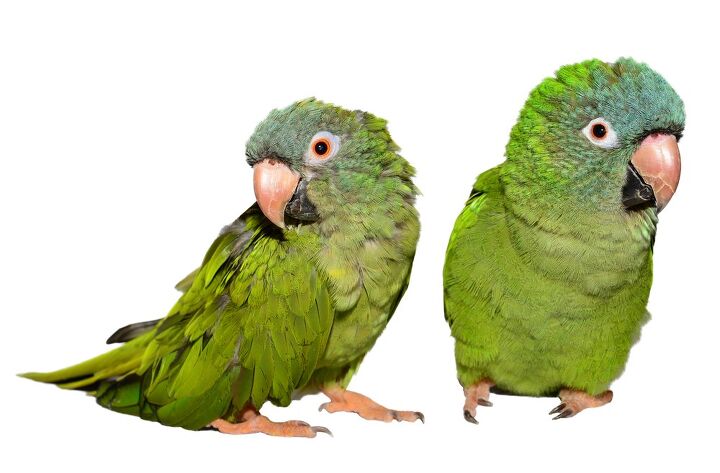 blue crowned conure