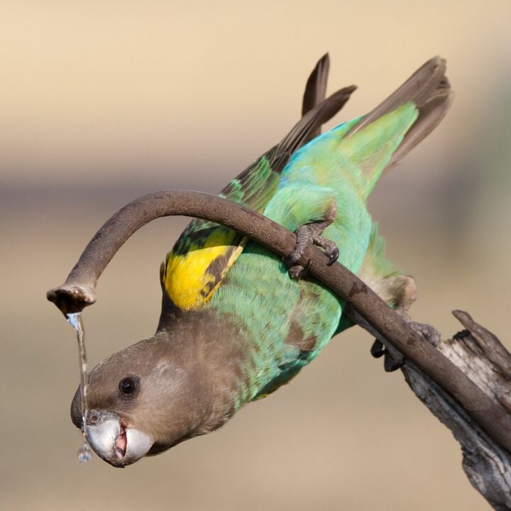 meyers parrot