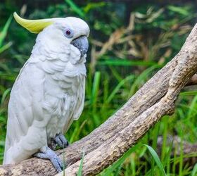Greater Sulphur Crested Cockatoo