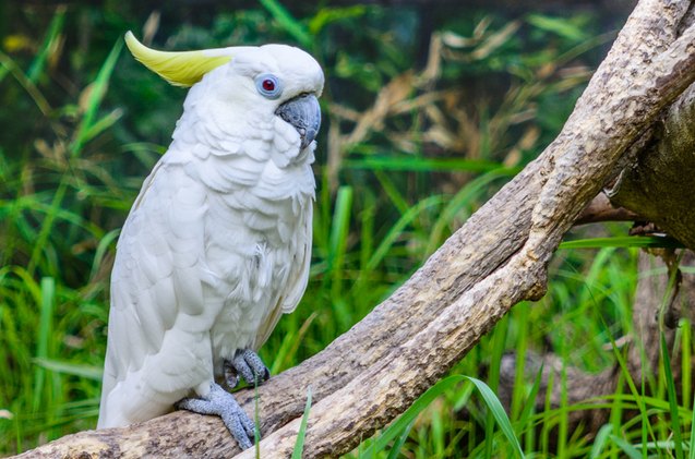 greater sulphur crested cockatoo