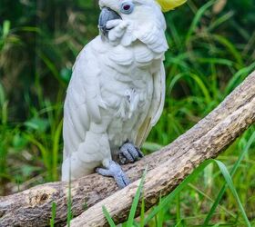 greater sulphur crested cockatoo