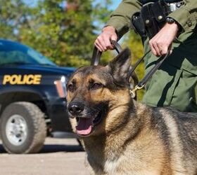 are police dogs spayed and neutered