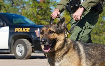 Top 10 Best Police Dog Breeds