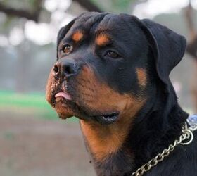 top 10 best police dog breeds