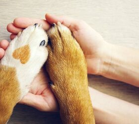 how social media gets animals adopted and what you can do to help