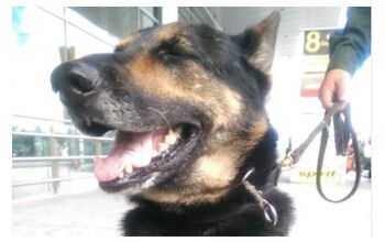 Talented Drug-sniffing Dog Has $70K Bounty On Her Head