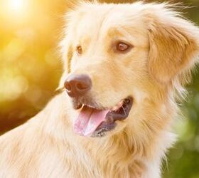 What You Need to Know About Osteosarcoma in Dogs