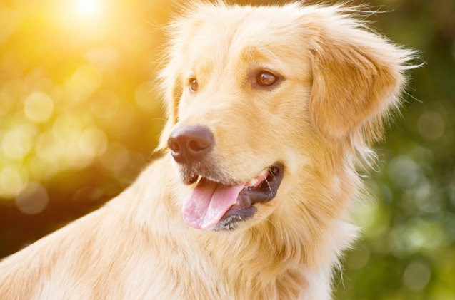 what you need to know about osteosarcoma in dogs