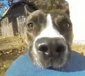 dashing dog steals gopro and our hearts