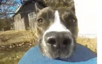 Dashing Dog Steals GoPro and Our Hearts