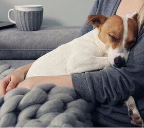 Dogs Will Rush To Comfort Crying Owners, Study Shows