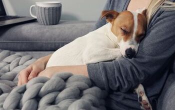 Dogs Will Rush To Comfort Crying Owners, Study Shows