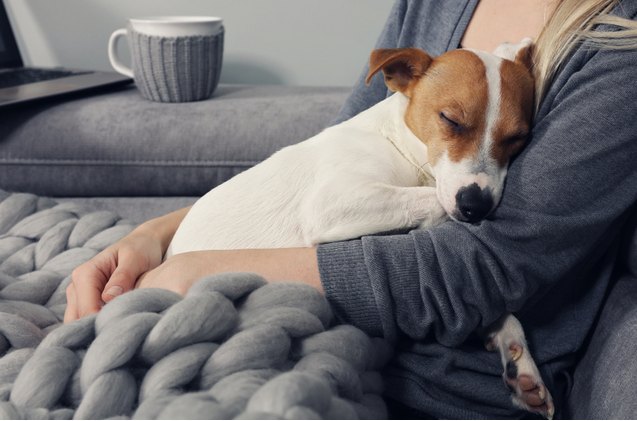 dogs will rush to comfort crying owners study shows