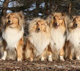 Lassie Collie – Big Furry Friends
