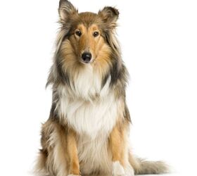 Old time scotch clearance collie breeders usa