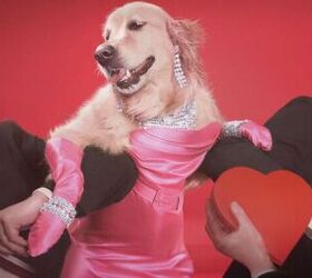 French Photographer Takes Hilarious Photos of His Dog Dressed As Madon