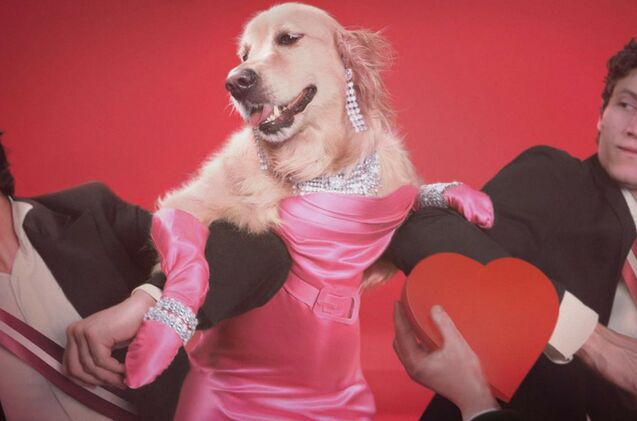 french photographer takes hilarious photos of his dog dressed as madonna