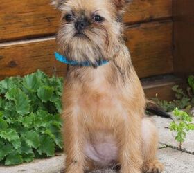 Brussels griffon hot sale x pug