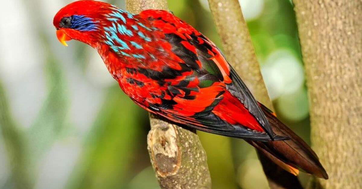 What Color Lory Blue Streaked Lory Personality, Health, Care, Feeding, Colors and ...