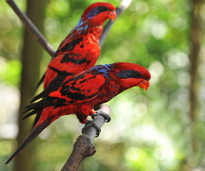 What Color Lory Blue Streaked Lory Personality, Health, Care, Feeding, Colors and ...