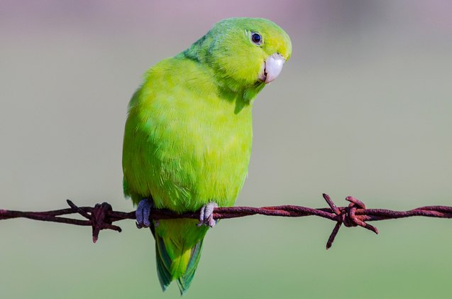 Parrotlet Social Interaction Learning photo