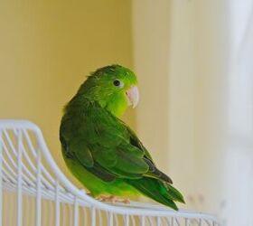 Mexican parrot sales