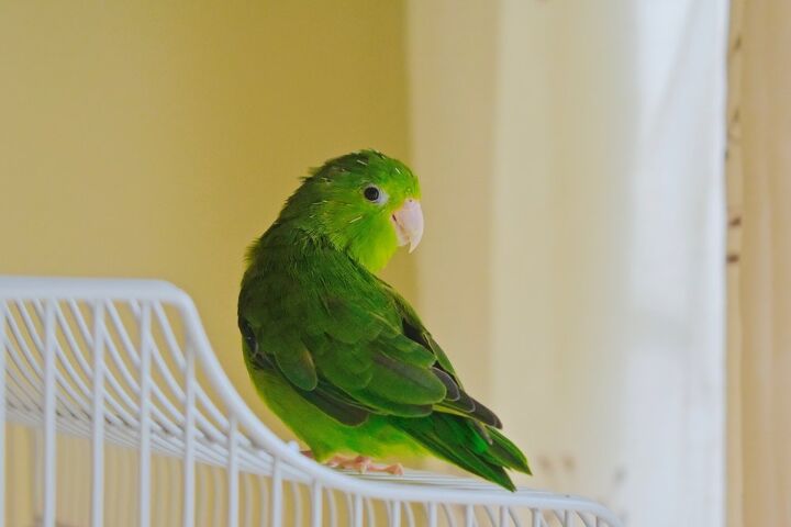 mexican parrotlet