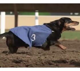 Three-Legged Wiener Dog Proves Winners Never Quit